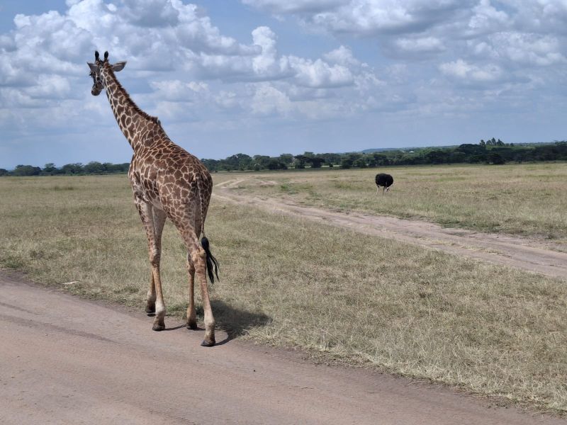 10-days-tanzania-long-camping-safari-tour-2025-2026