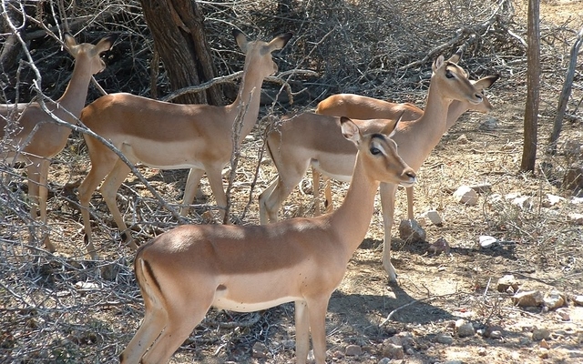 Maasai mara & Lake Nakuru 5 days