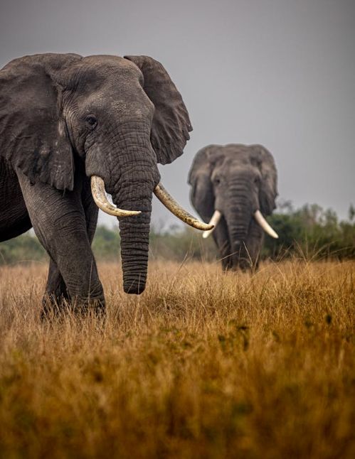 4 Days Gorilla Trekking and Lake Bunyonyi Safaris Tour 2025-2027: