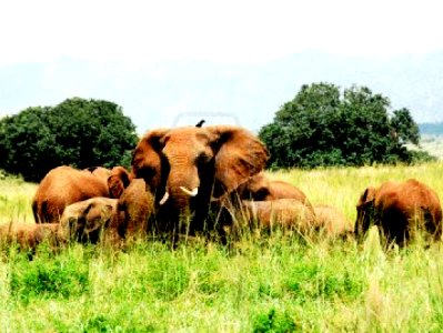 Kibale-Chimp-Tracking-Safari-3days