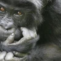 Rwanda Gorilla Treking 4days