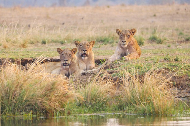 When to Witness the Great Migration in Tanzania
