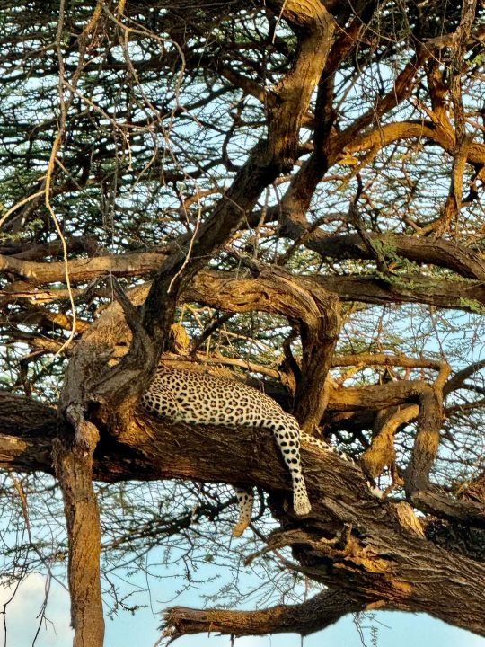 amboseli-national-park-safari-tours-holiday-packages