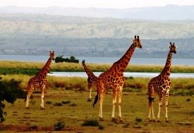 Kenya-Lodge-Safari