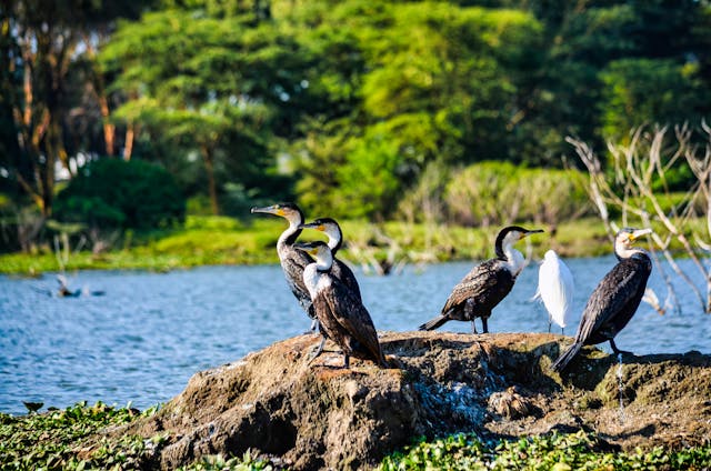 combined-kenya-uganda-safaris