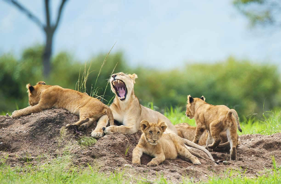 Kenya and Tanzania_Migration_wildlife_safari_11days