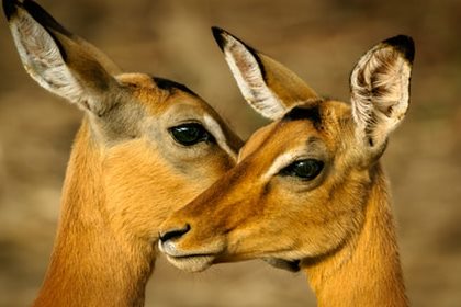 Samburu wildlife tour 3 days