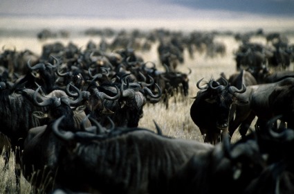 wildebeest_kenya
